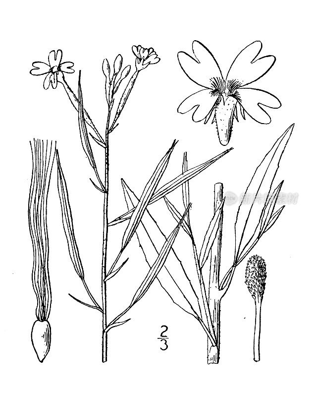 古植物学植物插图:柳叶，柳叶