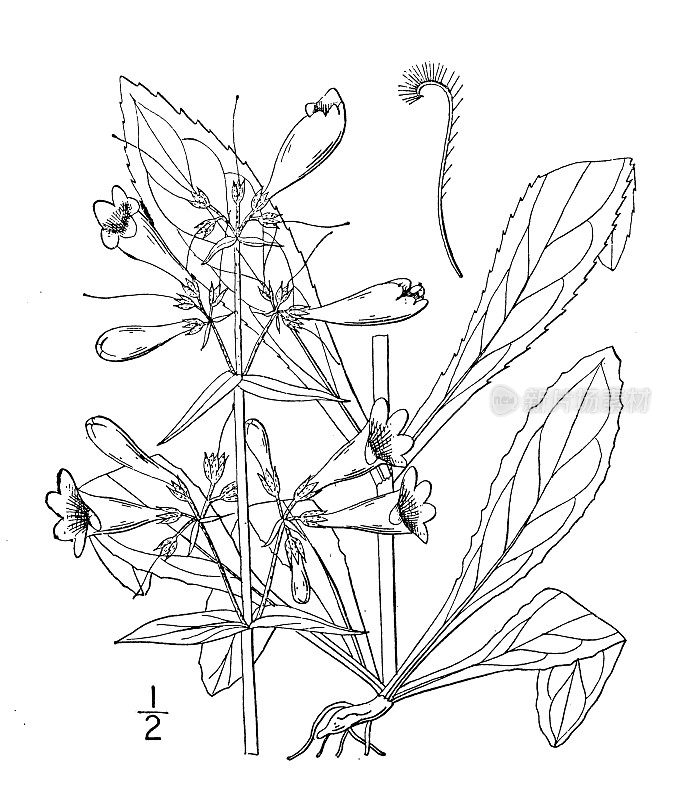 古植物学植物插图:五倍子，光滑须舌