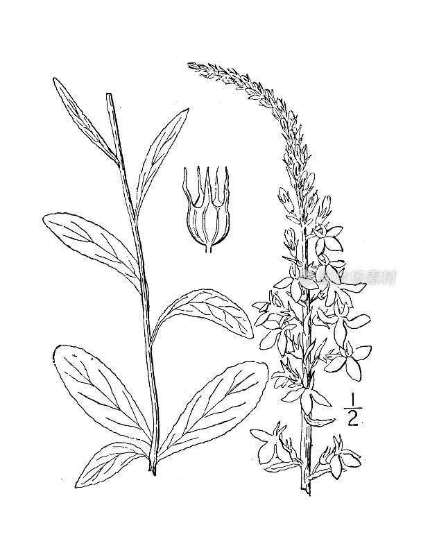 古植物学植物插图:半边莲，半边莲