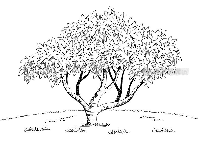 无花果树图形黑白景观素描插图矢量