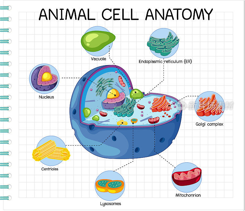 动物细胞解剖(生物学示意图)