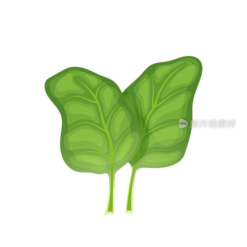 菠菜叶绿色卡通矢量插图