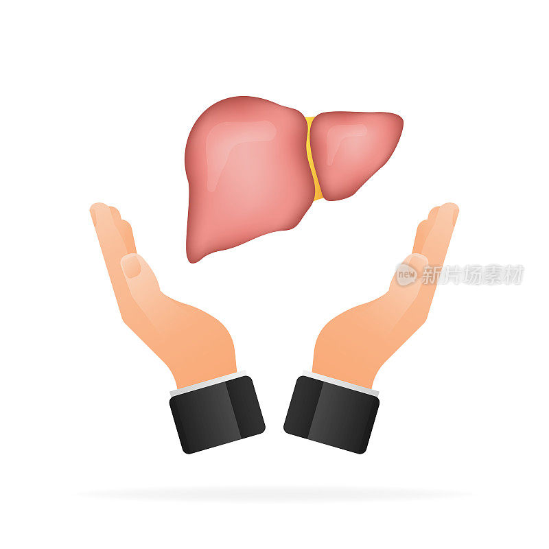 肝脏解剖结构。消化胆囊器官。矢量插图。