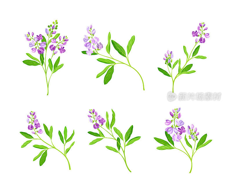 紫花苜蓿或紫花苜蓿治疗花与拉长的叶子和小紫色花簇向量集