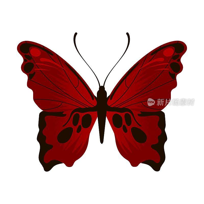 明亮的酒红色水彩蝴蝶。昆虫翅膀上的图案的矢量插图。卡通剪影与飞翔的蝴蝶孤立在白色