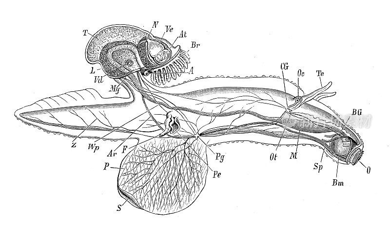 古代生物动物学图像:地中海海柱体