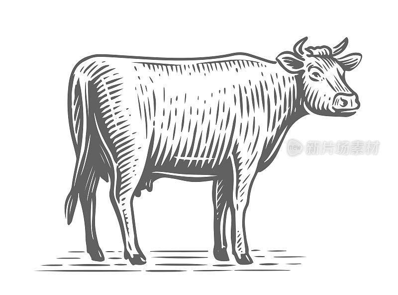 奶牛素描。农场动物。手绘奶牛，站在白色背景前全身。矢量图