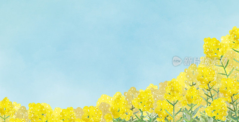 水彩背景插图的天空和油菜花田