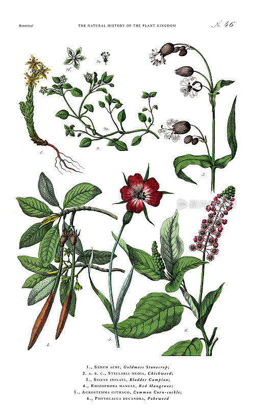 古董植物雕刻，植物王国的历史，维多利亚植物插图，盘子46，大约1853年
