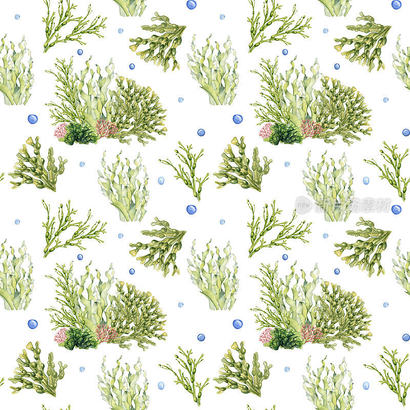 无缝模式的绿色海洋植物水彩插图孤立的白色。海带，海沙拉，藤蔓手绘。设计包装，标签，纸张，纺织品，包装，海洋收集