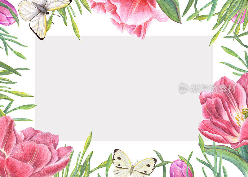 水彩水平框架与郁金香，树叶，白蝴蝶隔离在白色的背景。为保存日期，情人节，生日，婚礼明信片，请柬的设计插图
