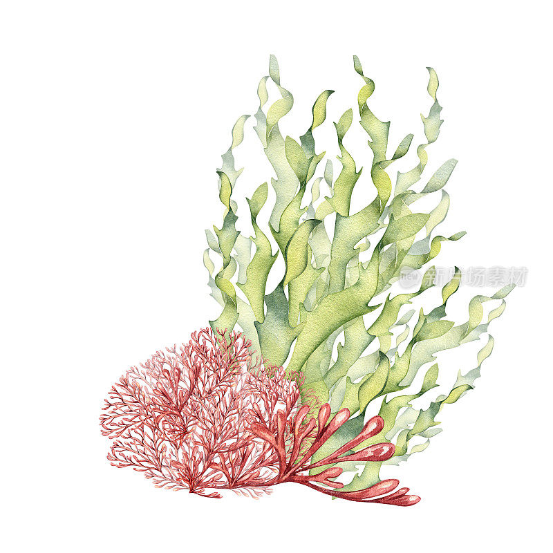 海洋植物，珊瑚水彩插图孤立在白色背景。粉红色琼脂海藻，海带手绘。设计元素用于包装，标签，广告，包装，海洋收集