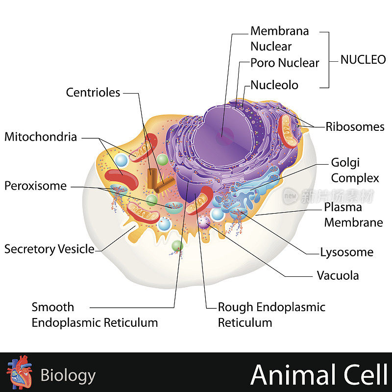 动物细胞