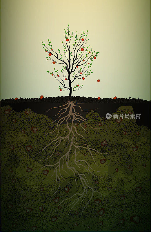 果树在土壤中有强壮的根，红苹果树有长长的根，强壮的根观念，