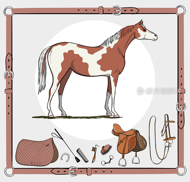 皮带框架中的马和马具。马笼头，马鞍，马镫，马刷，马嚼子，马具，马鞭。