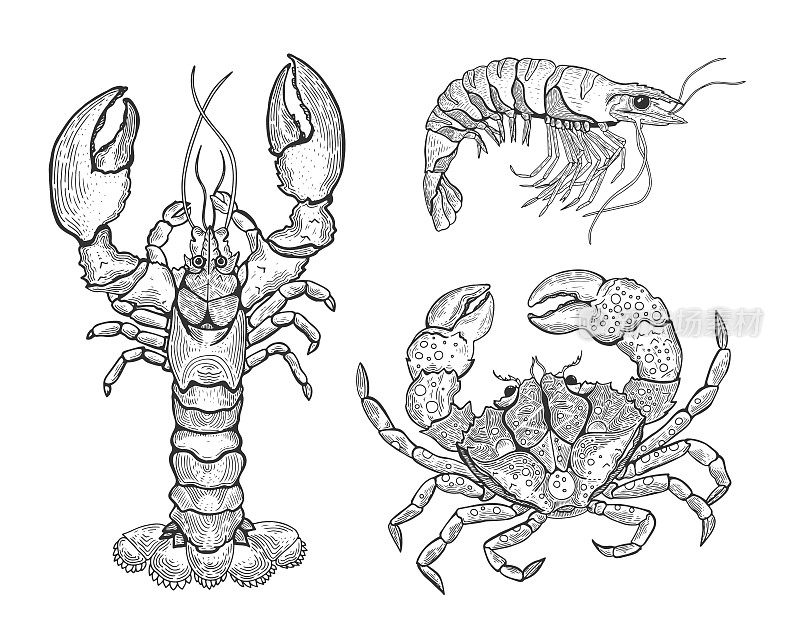 手绘复古图形插图与现实龙虾。海洋生物。海鲜元素用于设计菜单、食谱、装饰厨房物品。非常适合标签，海报，包装设计。