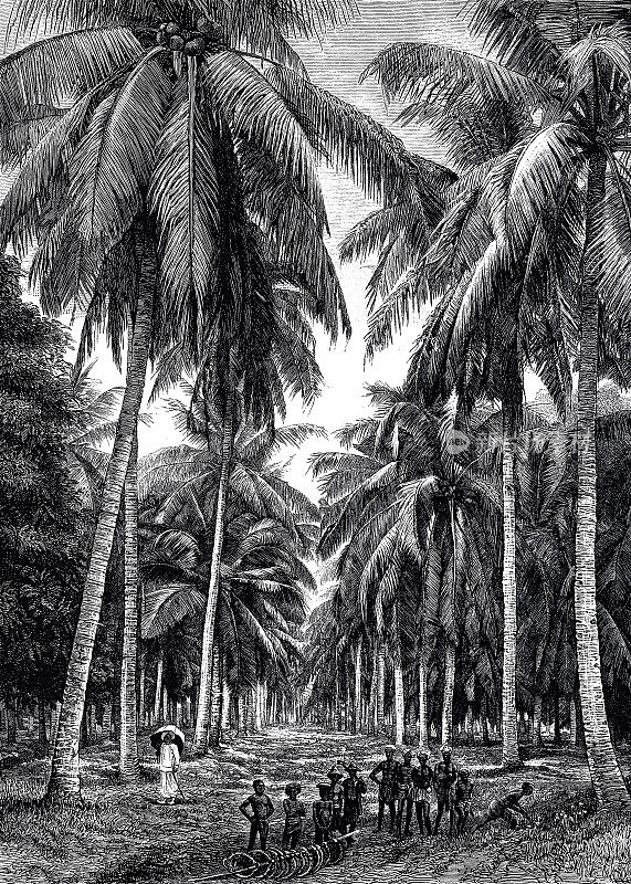 锡兰岛上的棕榈森林