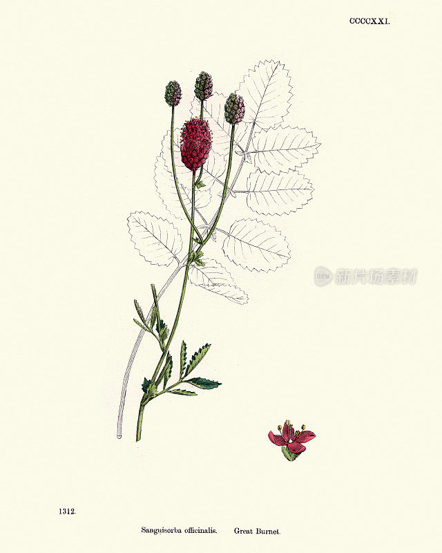 植物，地榆，榆木，19世纪的印花
