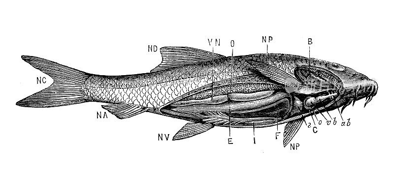 古玩动物插画:鱼类解剖学