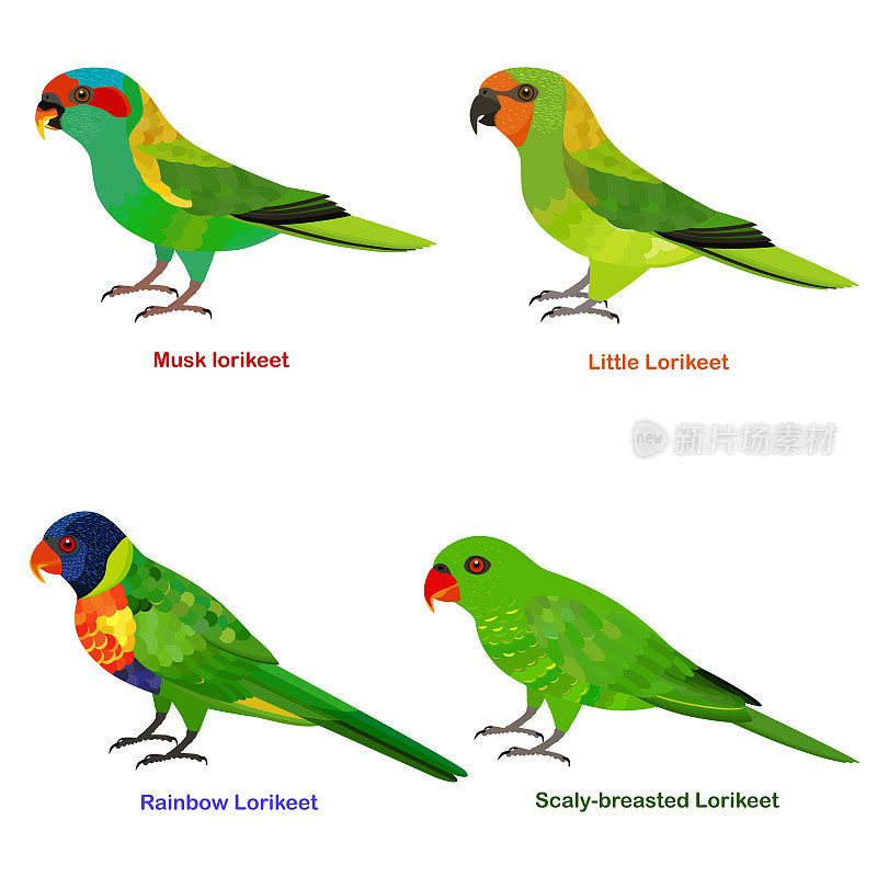 可爱的澳大利亚鹦鹉，鹦鹉鸟矢量插图集，彩虹鹦鹉，小鹦鹉，鳞片胸，麝香鹦鹉