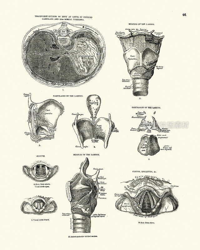 人体解剖学，喉头，柄状软骨，声门，会厌，维多利亚解剖学图
