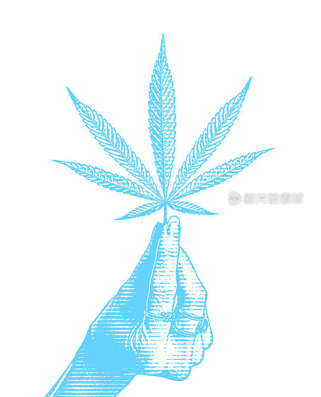 手持大麻叶