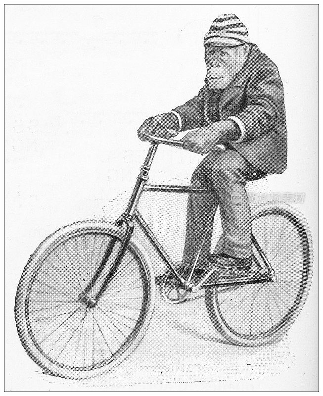 古董插图:骑在自行车上的黑猩猩