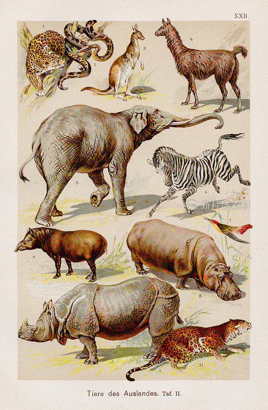 珍奇动物色版画1899年