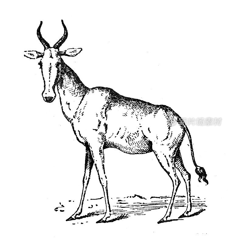 古色古香的插图:鹿羚、白羚、孔戈尼