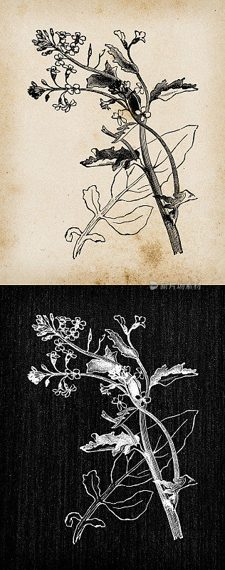 植物学植物古董雕刻插画:巴巴利亚・凡斯(苦芥、冬芥)
