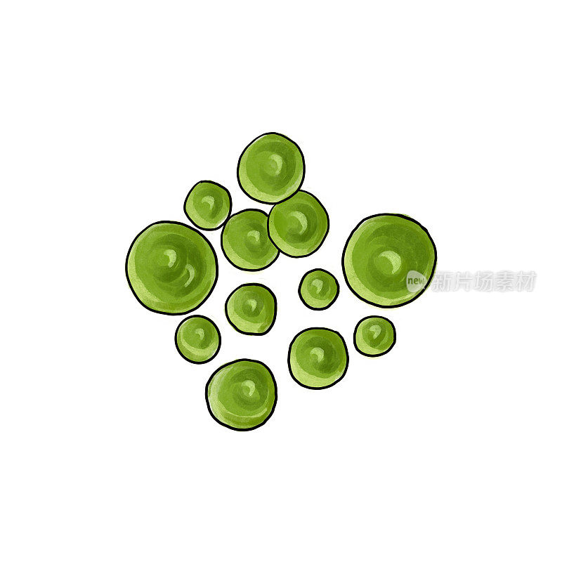 画绿色的螺旋藻