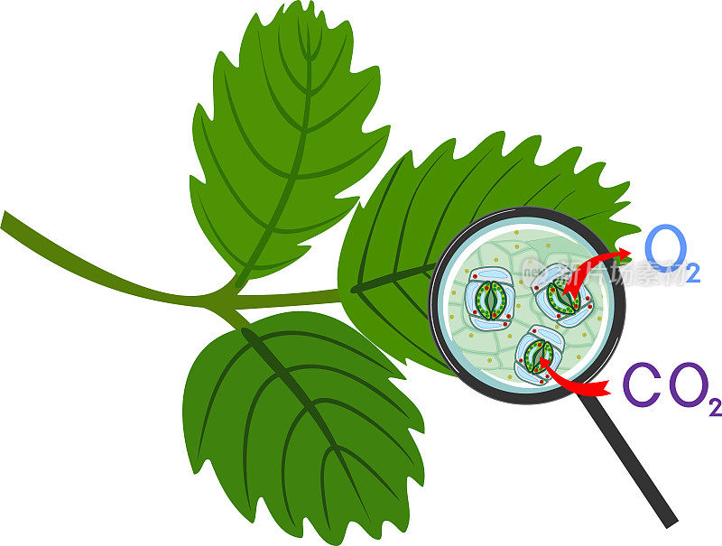 白色背景下放大镜下绿色叶片的植物呼吸和气孔复合体图