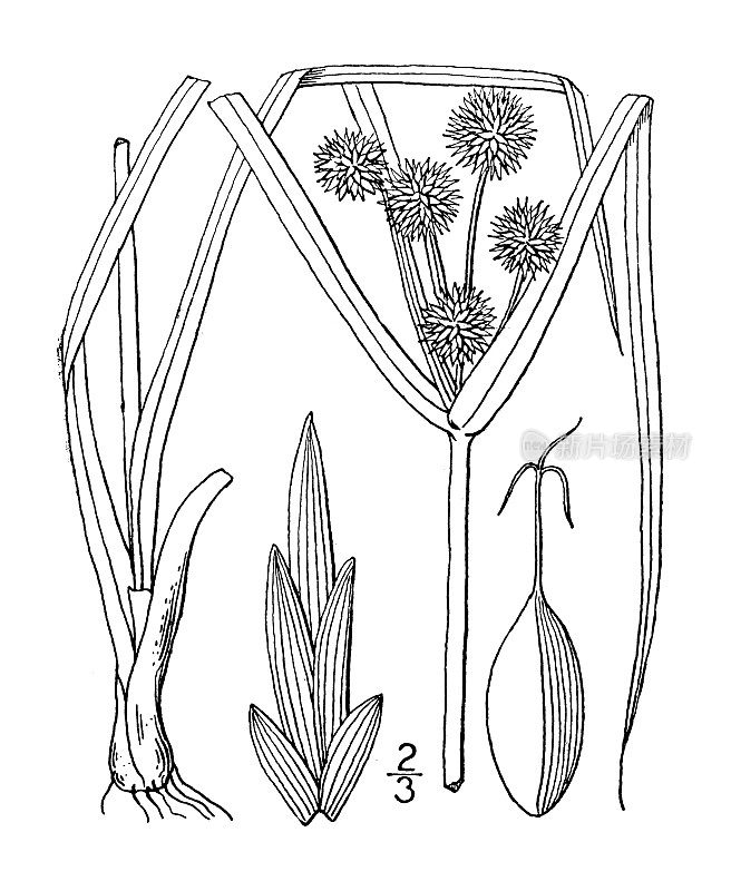古植物学植物插图:香附、珠香附