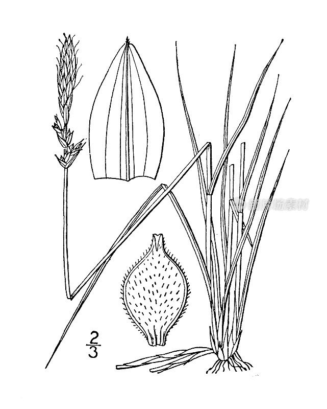 古植物学植物插图:宾夕法尼亚州苔草，宾夕法尼亚州莎草