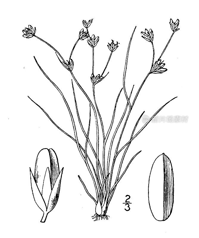 古植物学植物插图:灯心草、球根草