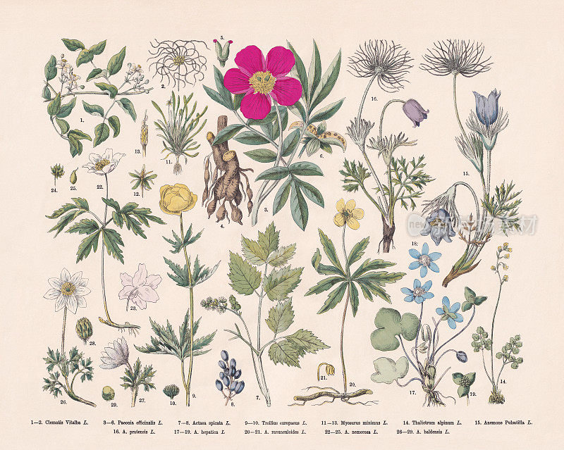 开花植物与鸦掌家族，手工木版彩色版画，1887年出版
