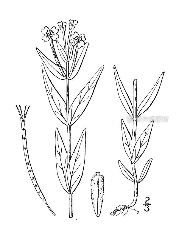 古植物学植物插图:毛栗，沼泽柳