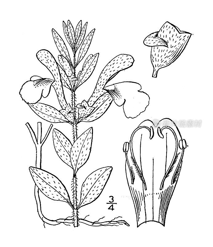 古植物学植物插图:黄芩，布里顿的无边便帽