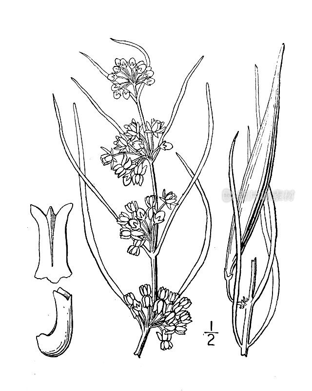 古植物学植物插图:狭叶，狭叶马利筋