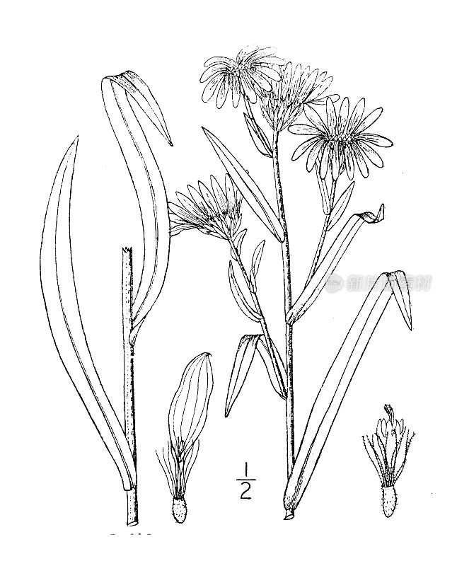 古植物学植物插图:长叶紫菀、长叶紫菀