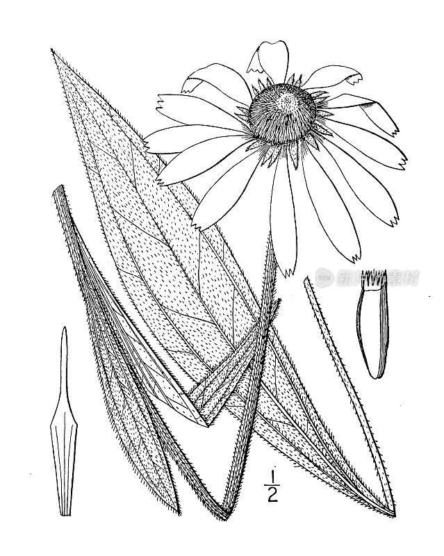 古植物学植物插图:苍白花、浅紫色针叶花