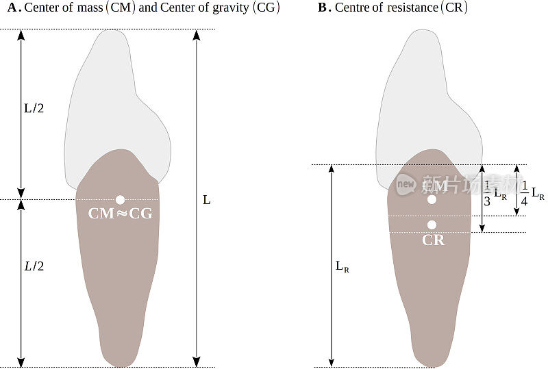 牙齿的质心、重心和阻力的位置