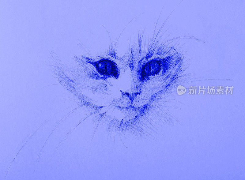 蓝色背景上的小猫的插图铅笔素描肖像