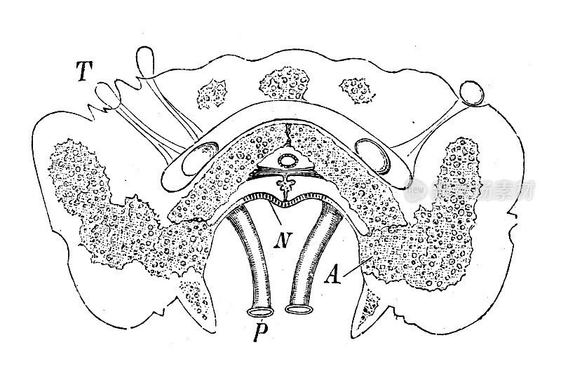 古代生物动物学图像:Asteracanthion
