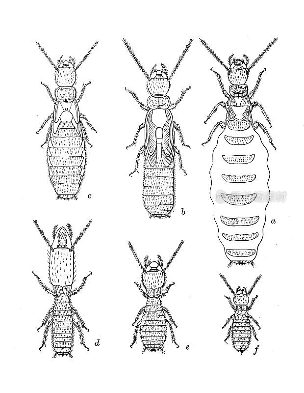 古代生物动物学图像:白蚁