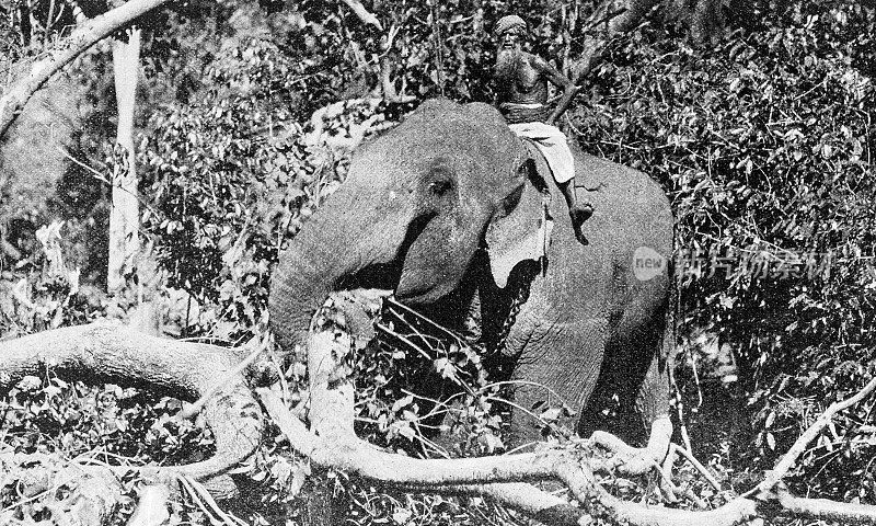 1895年印度的人物和地标:大象工作，锡兰