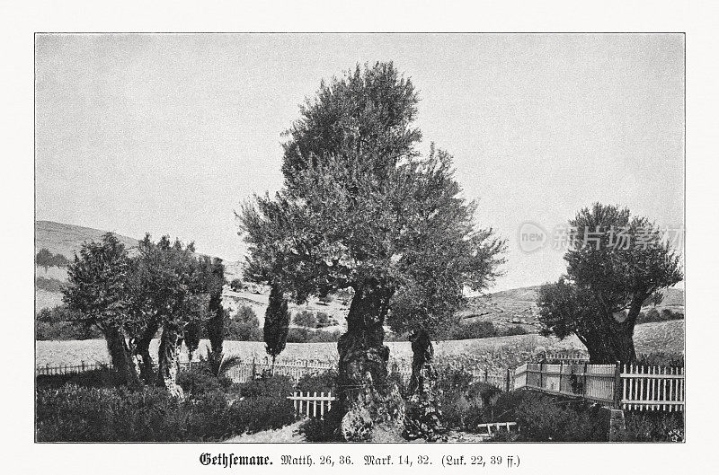 客西马尼园，耶路撒冷，以色列，半色调印刷，1899年出版