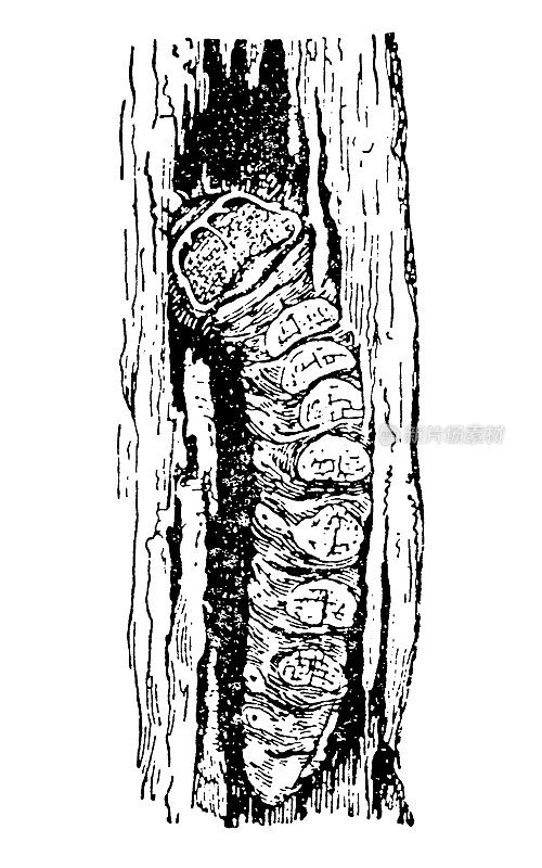 云杉树皮甲虫，橡树的幼虫