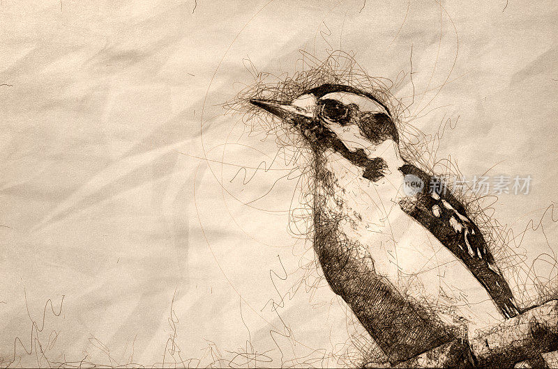 栖息的毛茸茸的啄木鸟素描