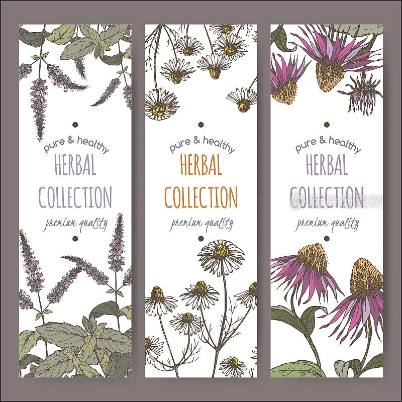三种颜色的载体草药标签与薄荷，甘菊和紫锥菊